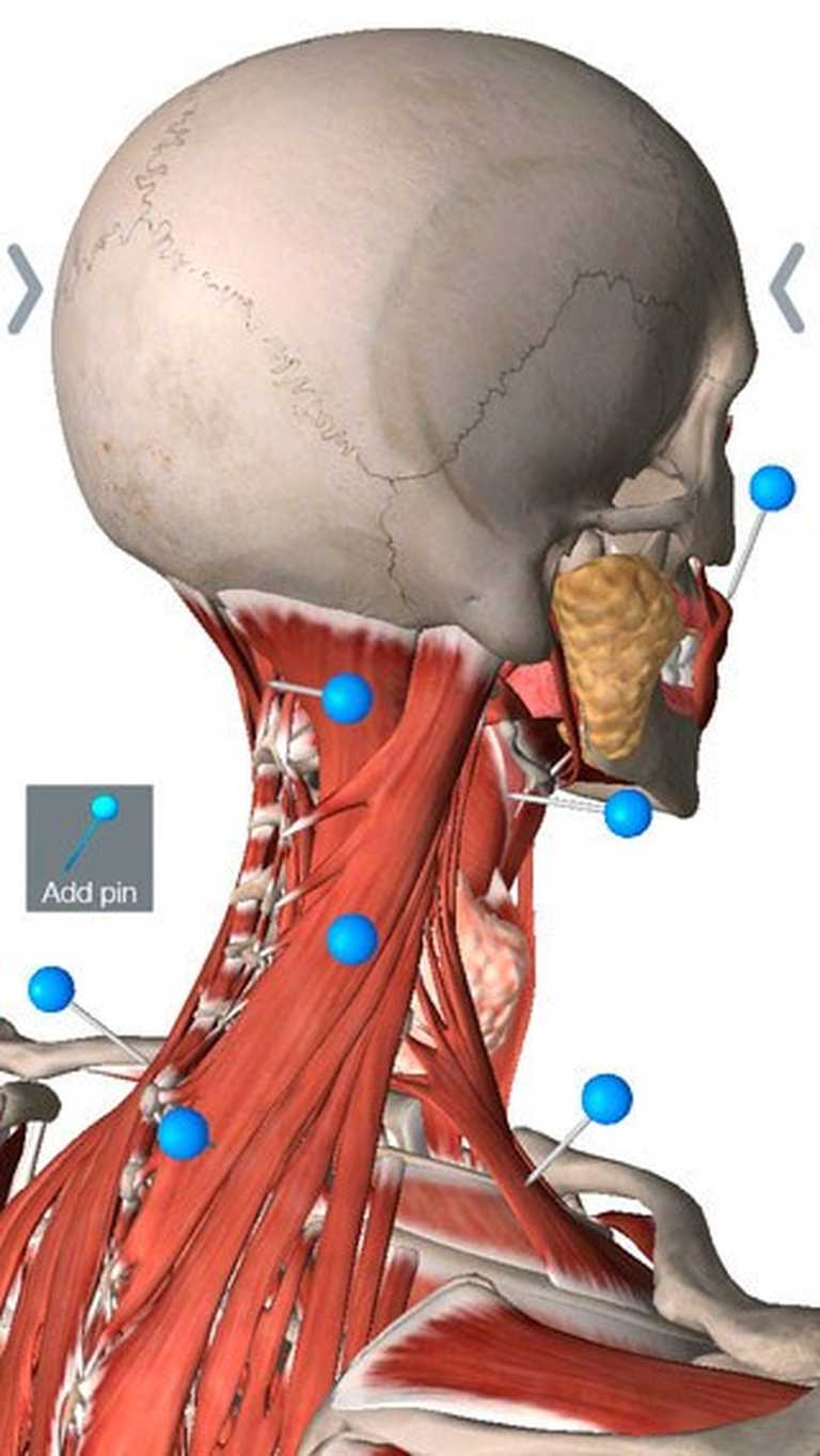 Essential Anatomy 5